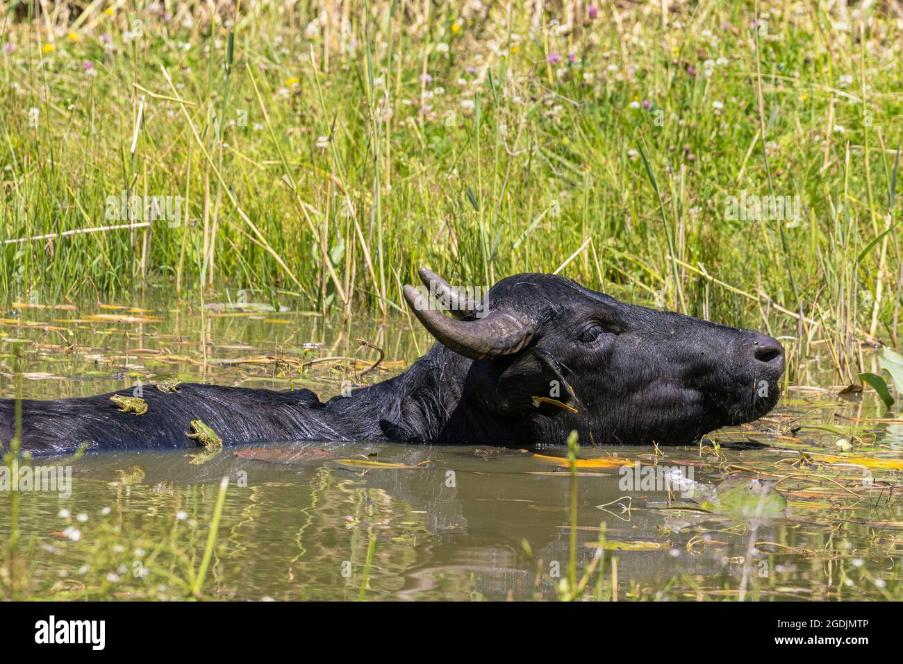 Bufali d'acqua asiatici, anoa (spec. Bubalus), nuoto in uno stagno con rane sulla schiena, Germania Foto Stock
