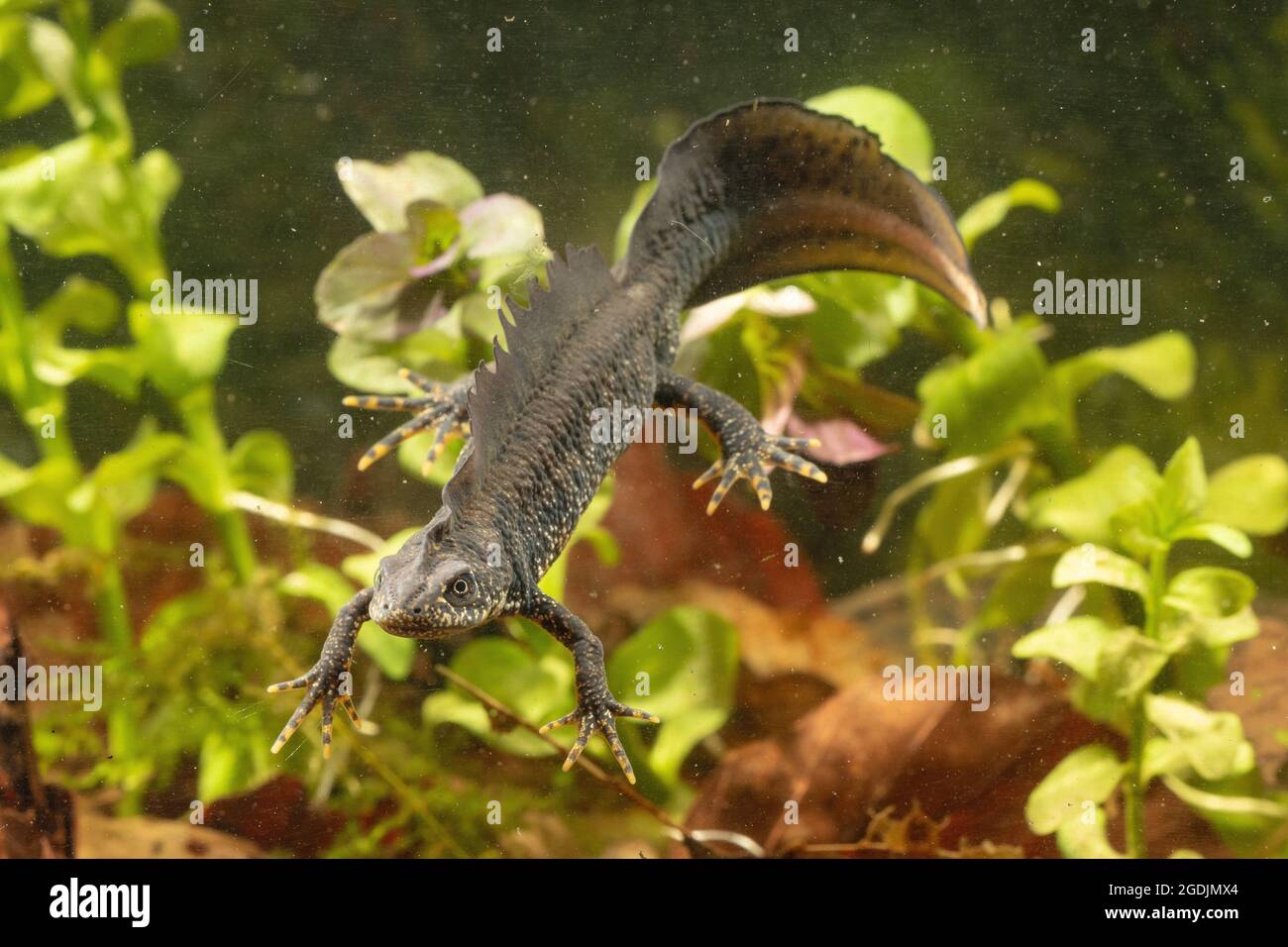 warty newt, crested newt, European crested newt (Triturus cristatus), maschio con colorazione nuptial, vista frontale, Germania Foto Stock