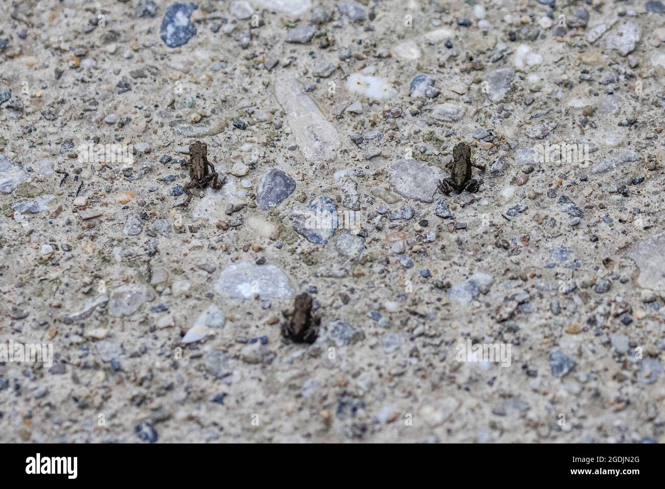 Toad comune europeo (Bufo bufo), 1 cm, metamorfosi appena completata, attraversando una strada, Germania, Baviera Foto Stock