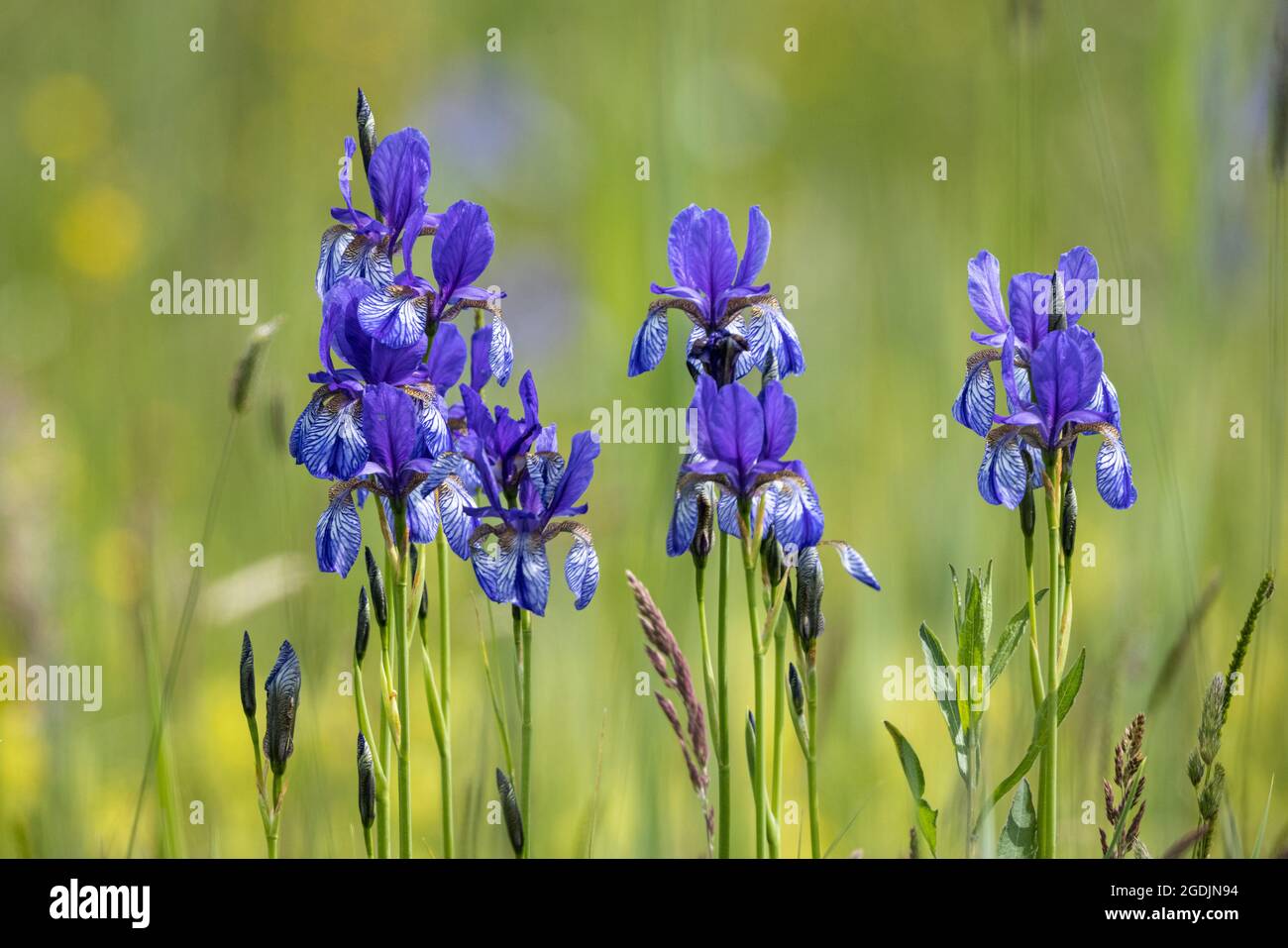 Iris siberiano, bandiera siberiana (Iris sibirica), fioritura, Germania, Baviera, Chiemseemoore Foto Stock