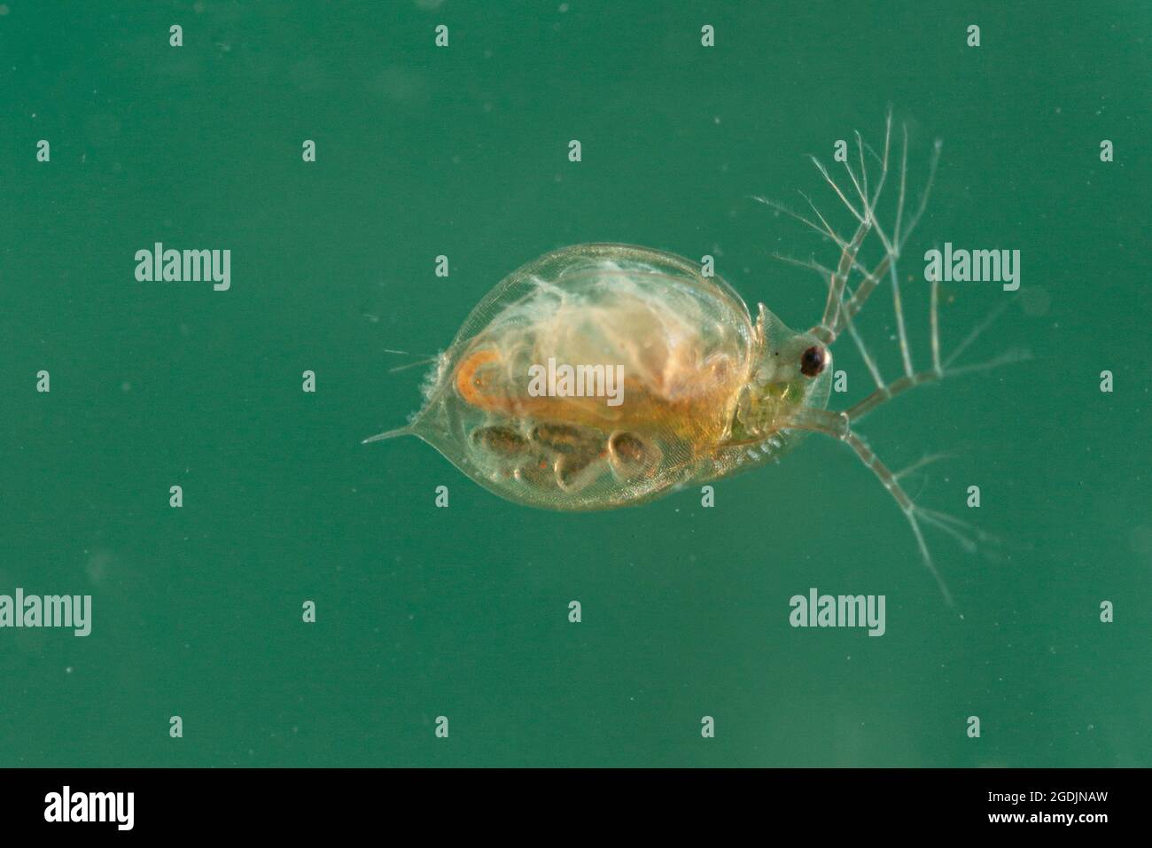 Pulci d'acqua comuni (Daphnia, cfr pulex), con larve nel marsupium, Germania Foto Stock