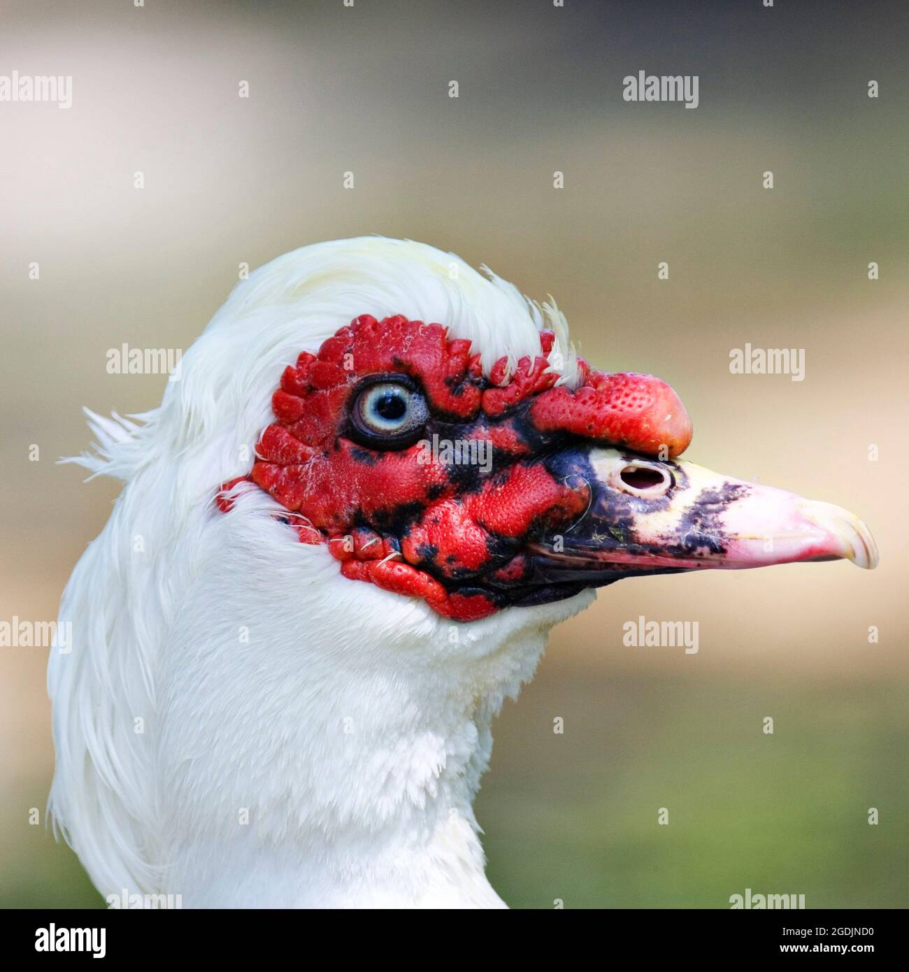 D'anatra (Cairina moschata), ritratto Foto Stock