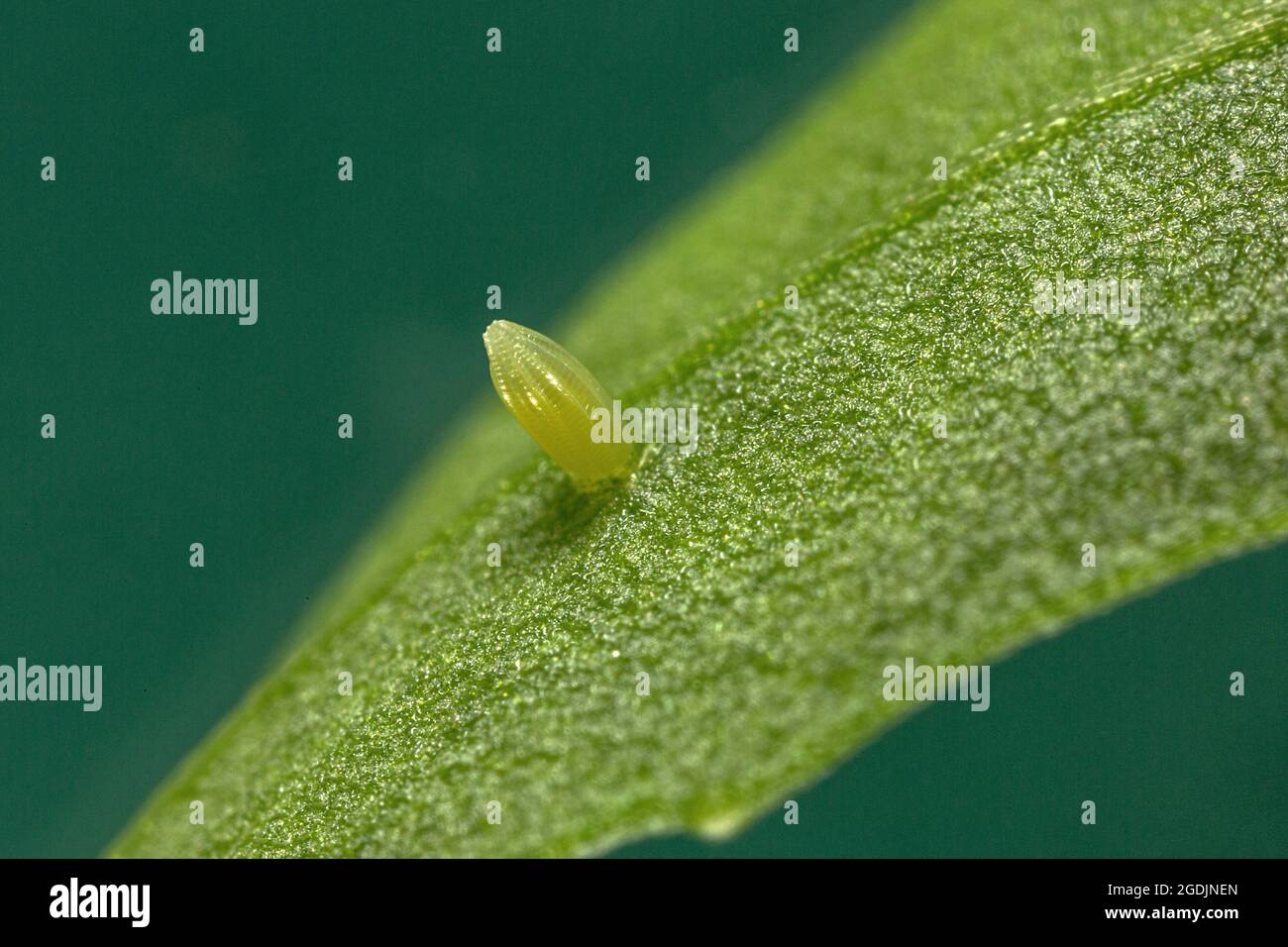 Bianco piccolo, farfalla di cavolo, verme di cavolo importato (Pieris rapae, Artogeia rapae), uovo su foglia di rucola, Germania, Baviera Foto Stock