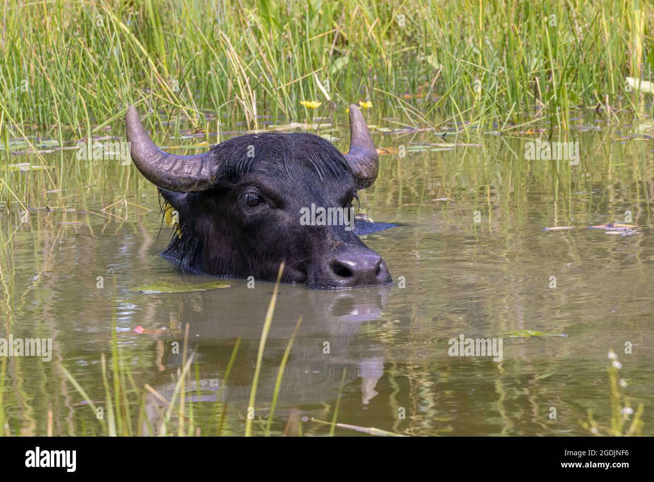 Bufali d'acqua asiatici, anoa (specifiche di Bubalus), schwimmt im Teich, ritratto, Germania Foto Stock