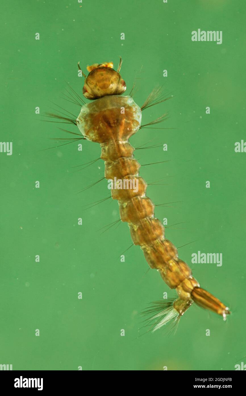 Zanzare e moscerini (Culicidae), larva, in Germania, in Baviera Foto Stock