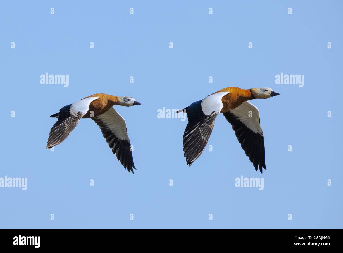 Sheldy shelduck (Tadorna ferruginea, Casarca ferruginea), coppia di volo, Germania, Baviera Foto Stock