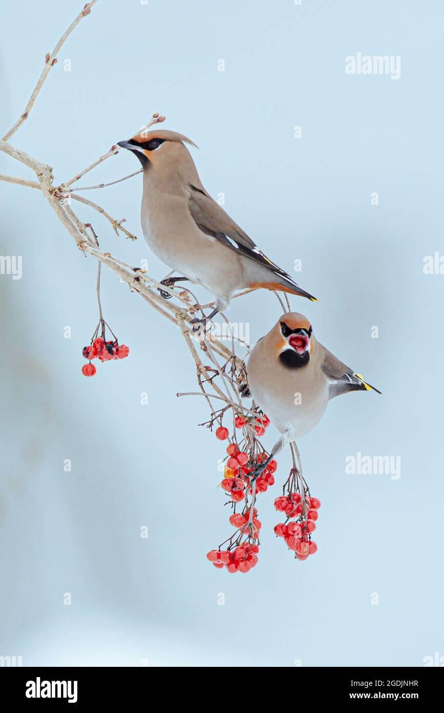wing boemo (Bombycilla garrulus), ospiti invernali che nutrono bacche di viburnum selvatico, Germania, Baviera Foto Stock