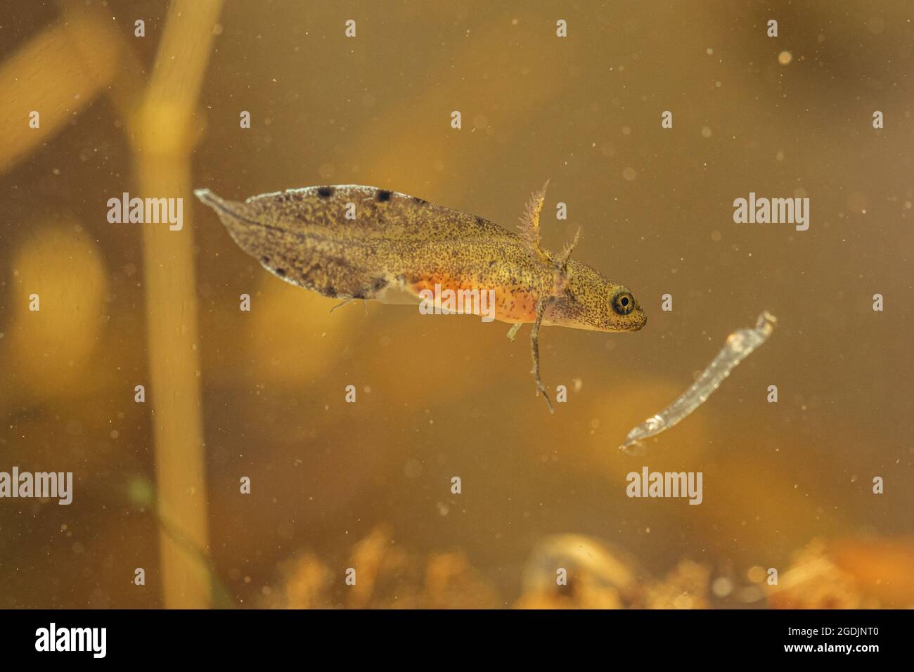 warty newt, crested newt, European Creed newt (Triturus cristatus), larva con le branchie esterne, caccia una larva di midge fantasma, Germania Foto Stock