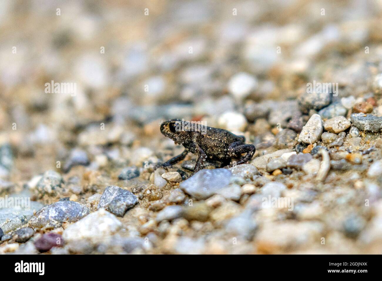 Toad comune europeo (Bufo bufo), 1 cm, metamorfosi appena completata, attraversando una strada, Germania, Baviera Foto Stock
