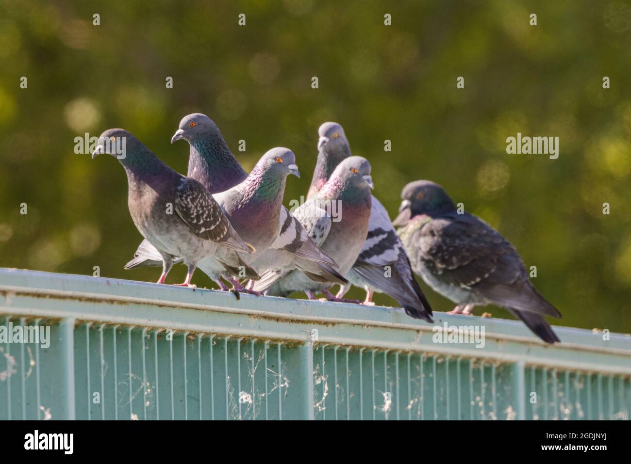 Piccione domestico, piccione feriale (Columba livia F. domestica), alcuni piccioni su una ringhiera di ponte, Germania, Baviera, Pliening Foto Stock
