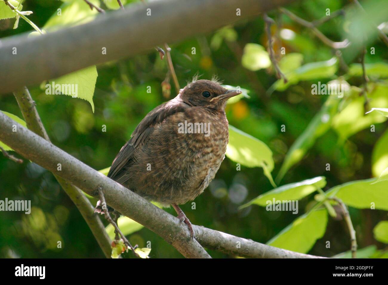 blackbird (Turdus merula), Juvenile arroccato su un ramo, Austria Foto Stock