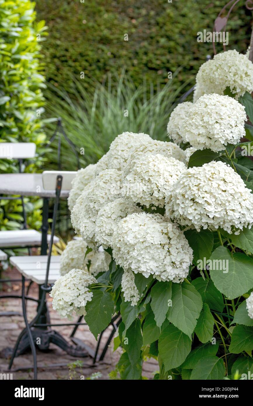 Idrangea selvatica (Hydrangea arborescens 'Annabelle', Hydrangea arborescens strong Annabelle), fioritura, cultivar forte Annabelle Foto Stock