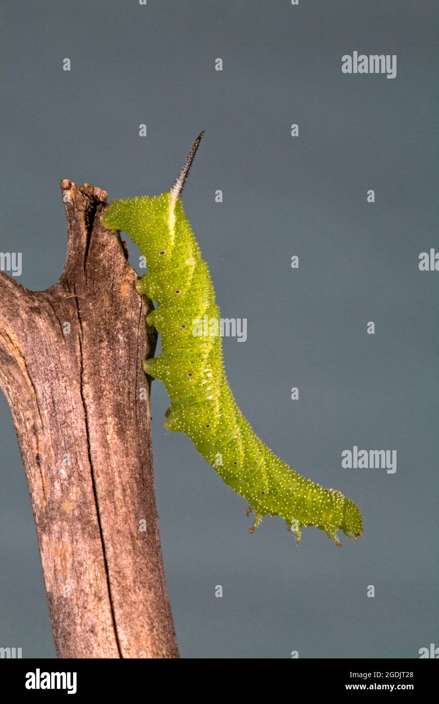 Un primo piano del bruco di una falce a cinque punti, Manduca quinquemaculata. il caterpillar è anche conosciuto come un hornworm di pomodoro. Foto Stock