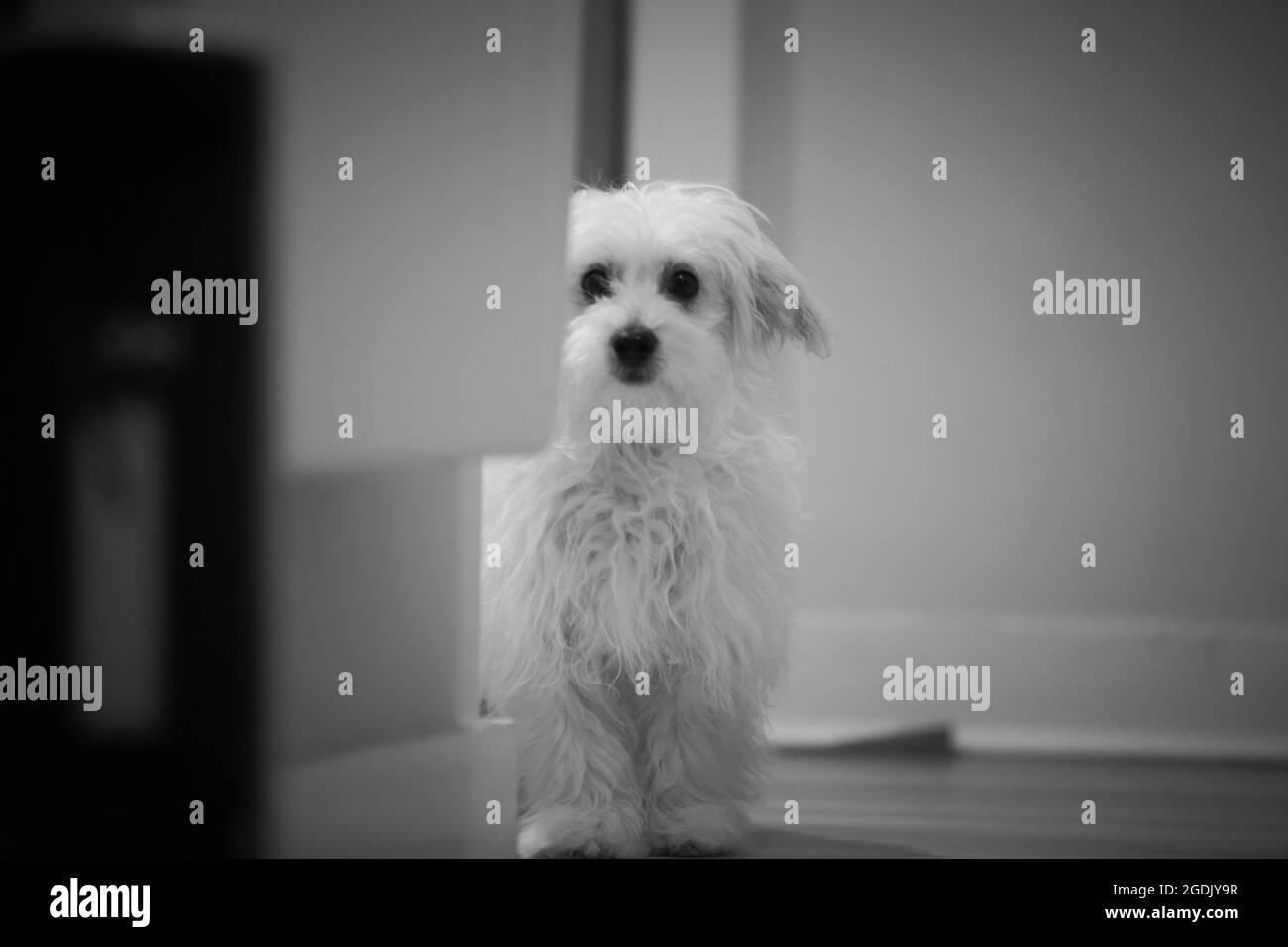 Abbandonato triste cane maltese. Protezione degli animali. Foto Stock