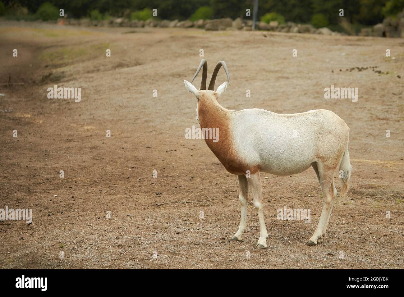 l'addax (Addax nasomaculatus), noto anche come antilope bianca e antilope di ghiande, è un'antilope originaria del deserto del Sahara. L'unico Mem Foto Stock