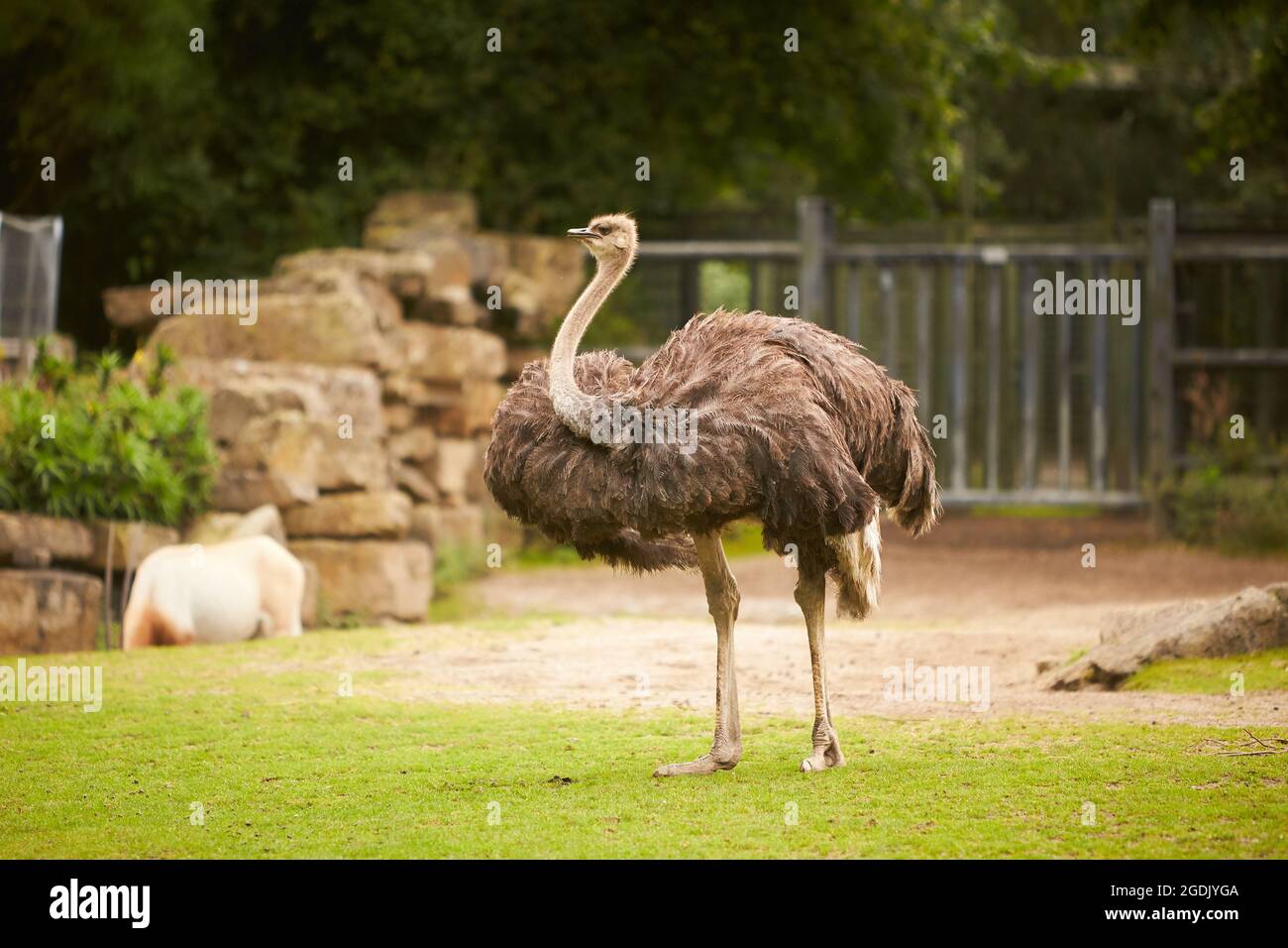 Lo struzzo africano. (Struthio camelus) è il più grande dei ratiti della terra. Una famiglia vive sul pascolo verde in estate. Foto Stock