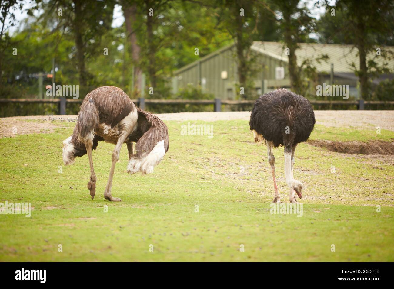 Lo struzzo africano. (Struthio camelus) è il più grande dei ratiti della terra. Una famiglia vive sul pascolo verde in estate. Foto Stock