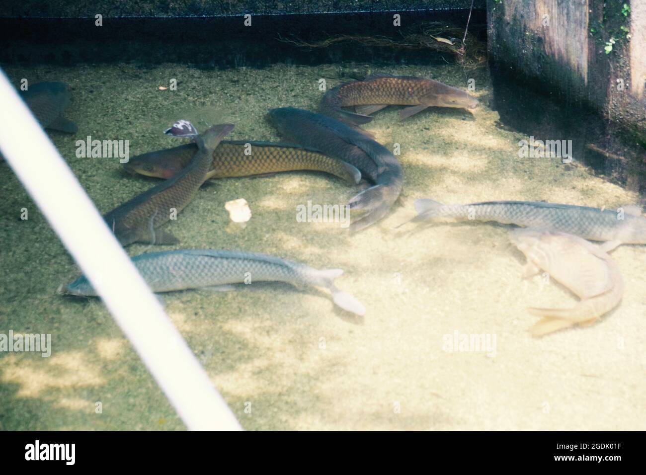 Pesci koi carpa giapponesi che nuotano in un fossato di cemento nella campagna di Totori, Giappone, estate. Foto Stock