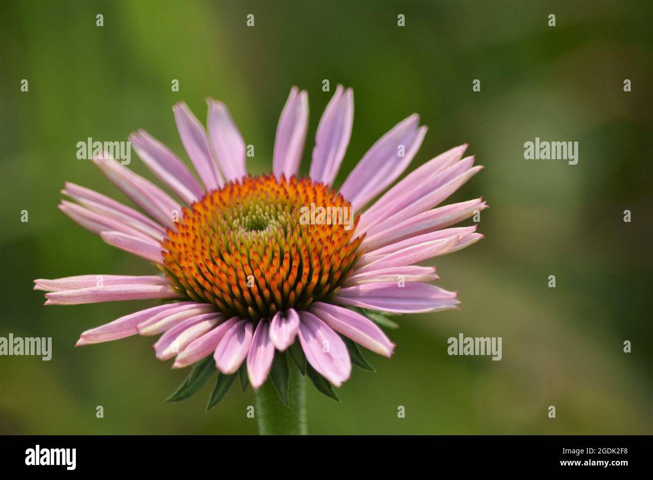 Fiore del cono rosa (Echinacea) selvaggio Foto Stock