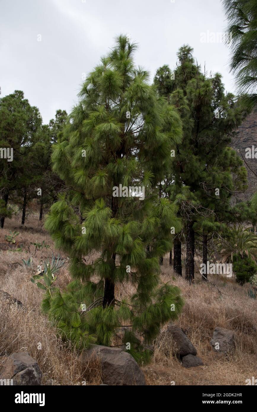 Cinque anni dopo l'incendio della foresta dell'agosto 2012 nell'altopiano di la Gomera, i pini dell'isola delle Canarie si stanno riprendendo bene con germogli verdi dal tronco bruciato. Foto Stock