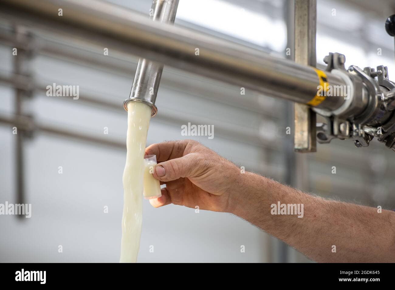 Agricoltore che preleva un campione di latte crudo durante la lavorazione dei latticini presso Brooms Bloom Foto Stock