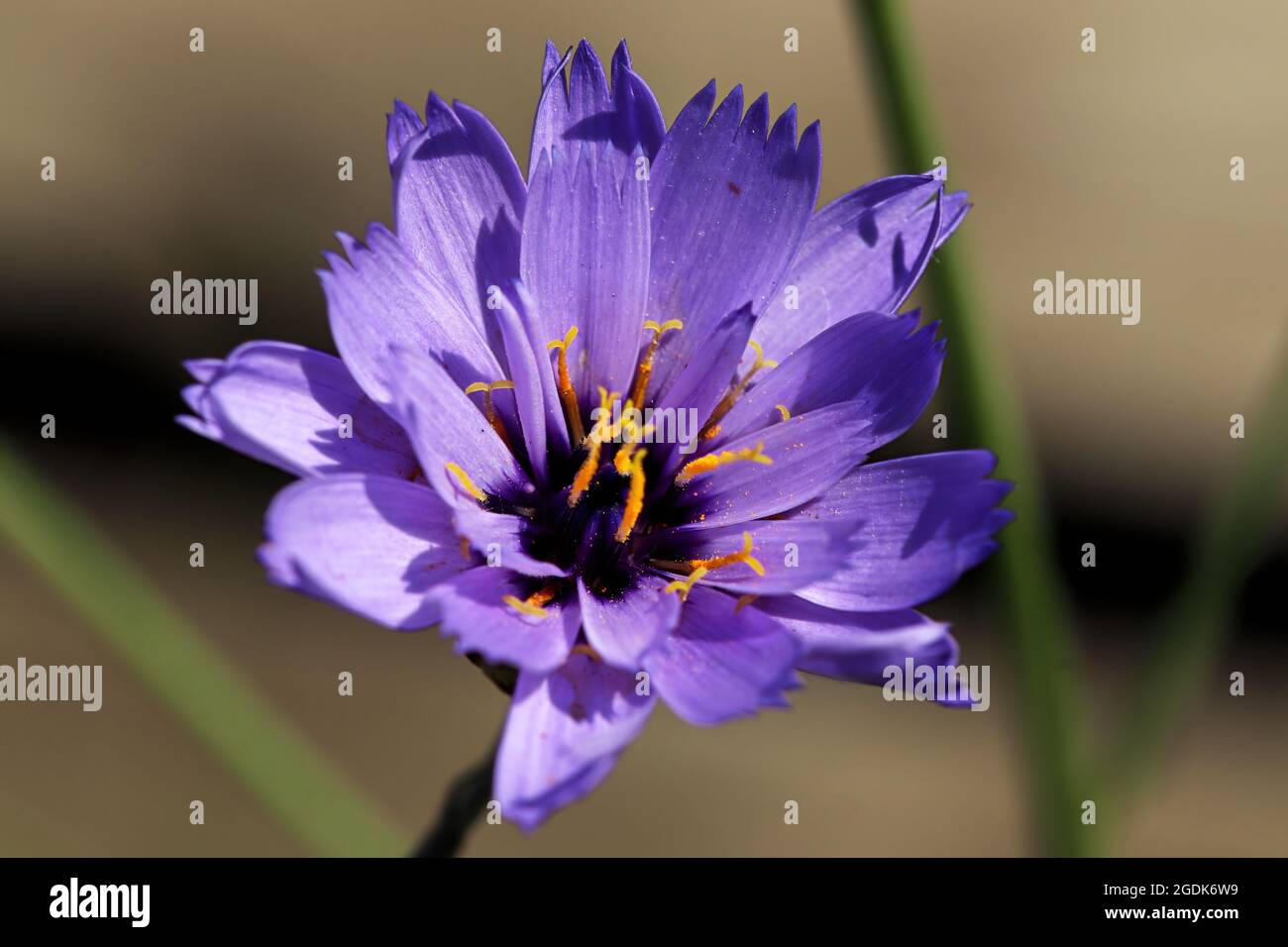 Vista dall'alto di una fioritura di Cornflower viola e giallo Foto Stock