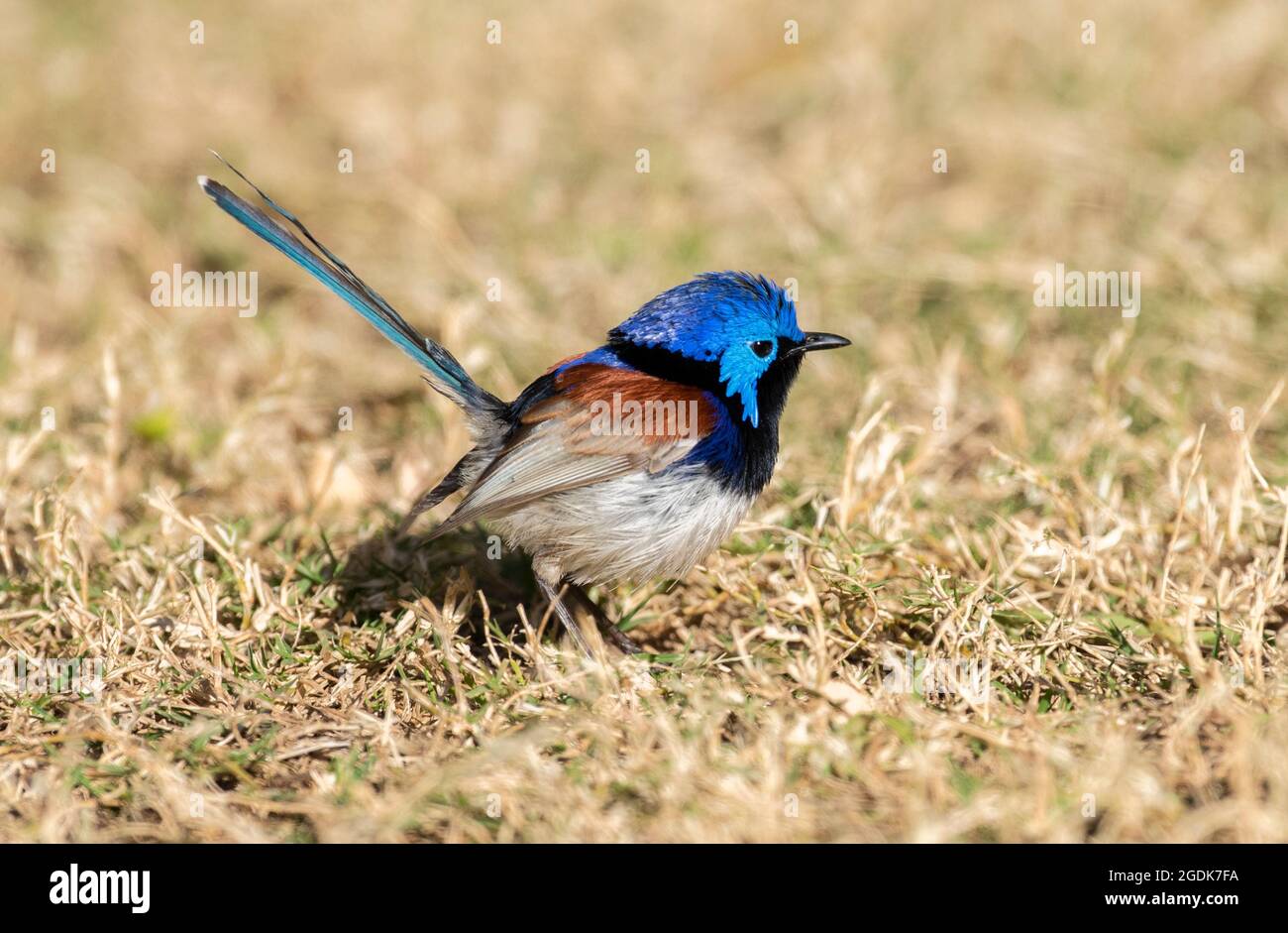 Un wren blu nell'Outback Queensland, Australia. Foto Stock