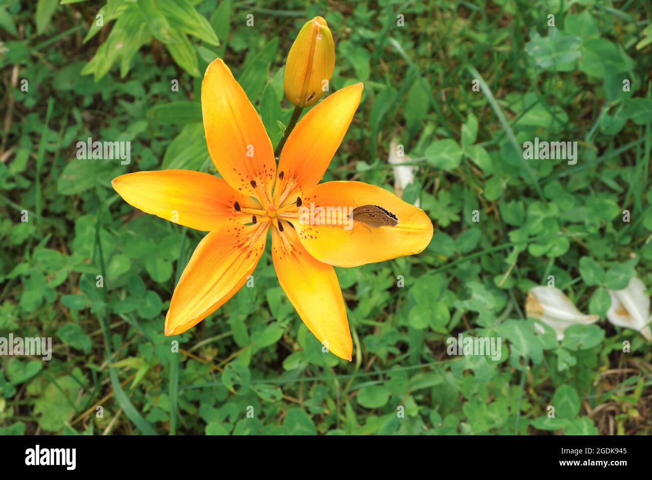 Un fiore di giglio arancione luminoso con una farfalla seduta su di esso tra l'erba verde. Messa a fuoco selettiva. Foto Stock