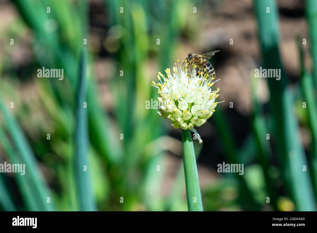 un'ape volò ad un fiore di una cipolla decorativa Foto Stock