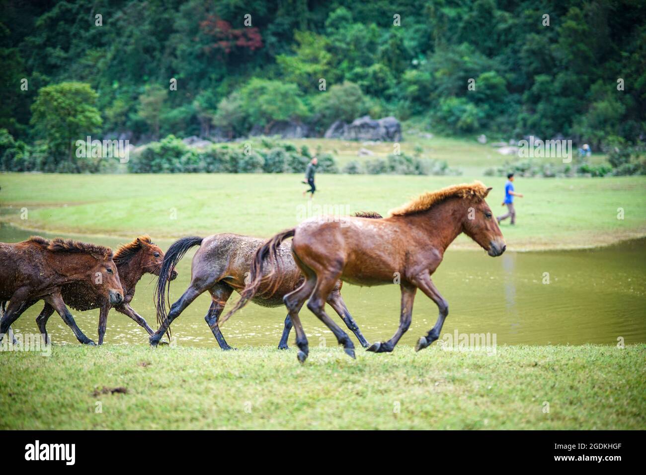 Mandria di cavalli sul terreno erboso di Dong Lam nella provincia di Lang Son nel nord del Vietnam Foto Stock