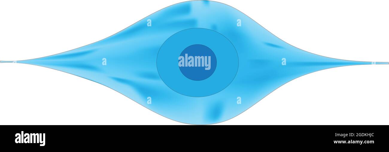 Cellule staminali mesenchimali - cellule staminali adulte multipotenti presenti in più tessuti, tra cui il cordone ombelicale, il midollo osseo e il tessuto adiposo, le cellule Illustrazione Vettoriale