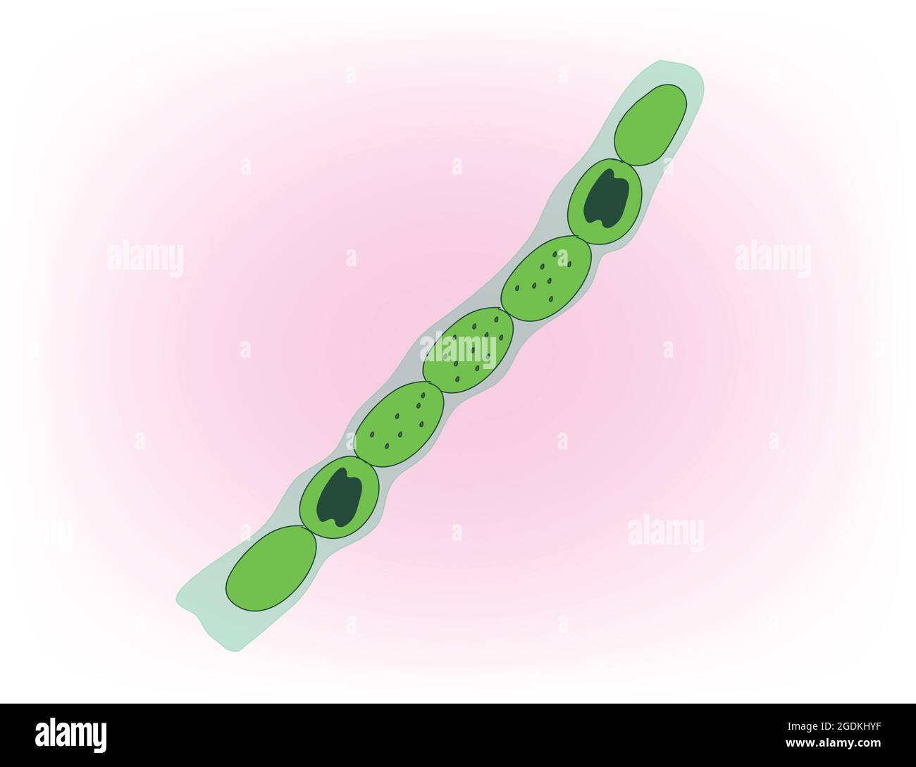 Nostoc è un genere di cianobatteri che si trova in vari ambienti che formano colonie composte da filamenti di cellule monoliformi in una guaina gelatinosa. Illustrazione Vettoriale