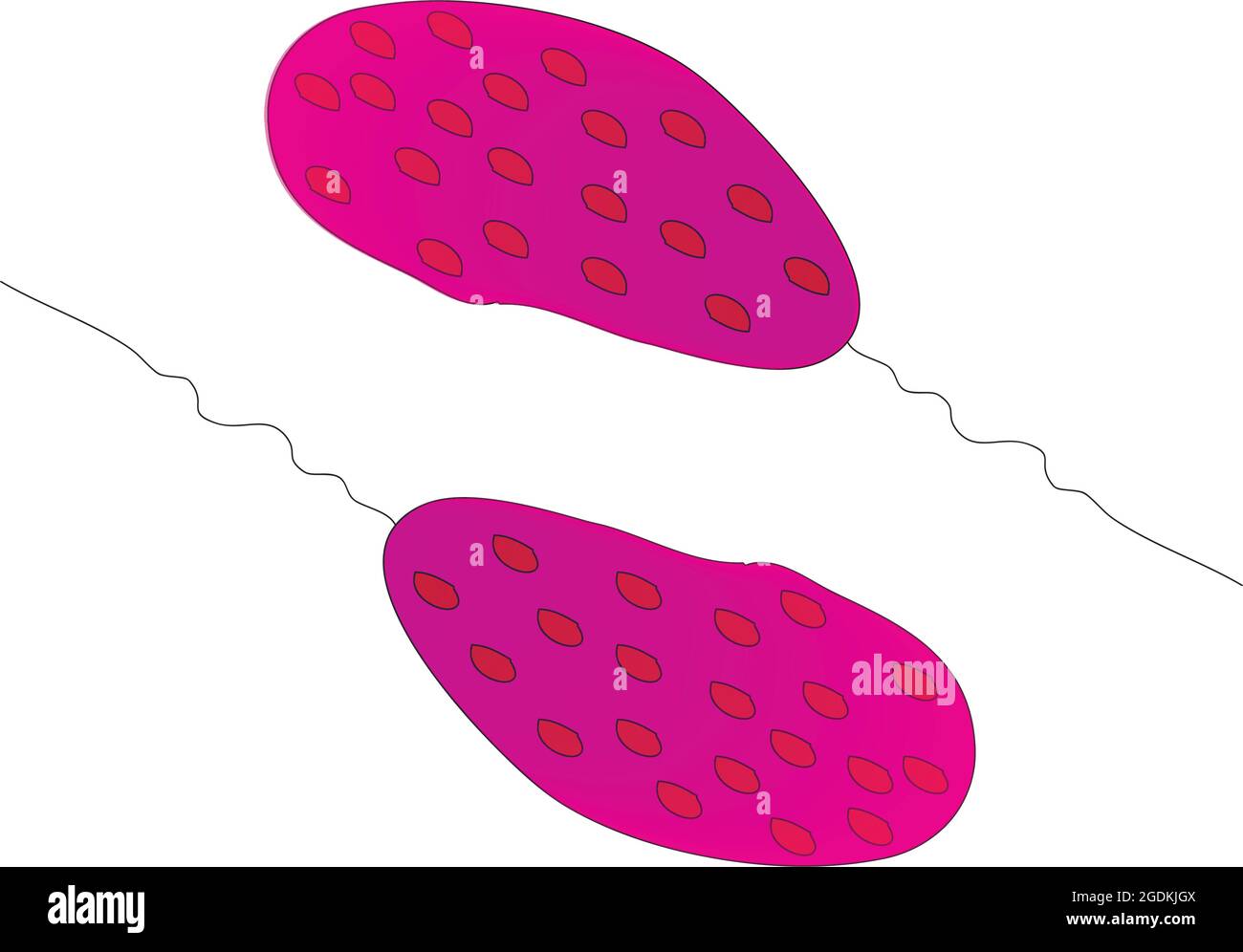 Batteri di zolfo viola, parte di un gruppo di Proteobatteri capaci di fotosintesi, collettivamente indicati come batteri porpora, Proteobatteri Illustrazione Vettoriale