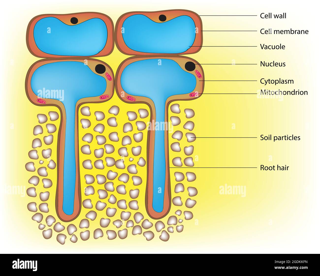 Illustrazione biologica di cellule di radice, singole cellule di radice tubulari. Il loro caratteristico allungamento laterale aumenta la superficie Illustrazione Vettoriale
