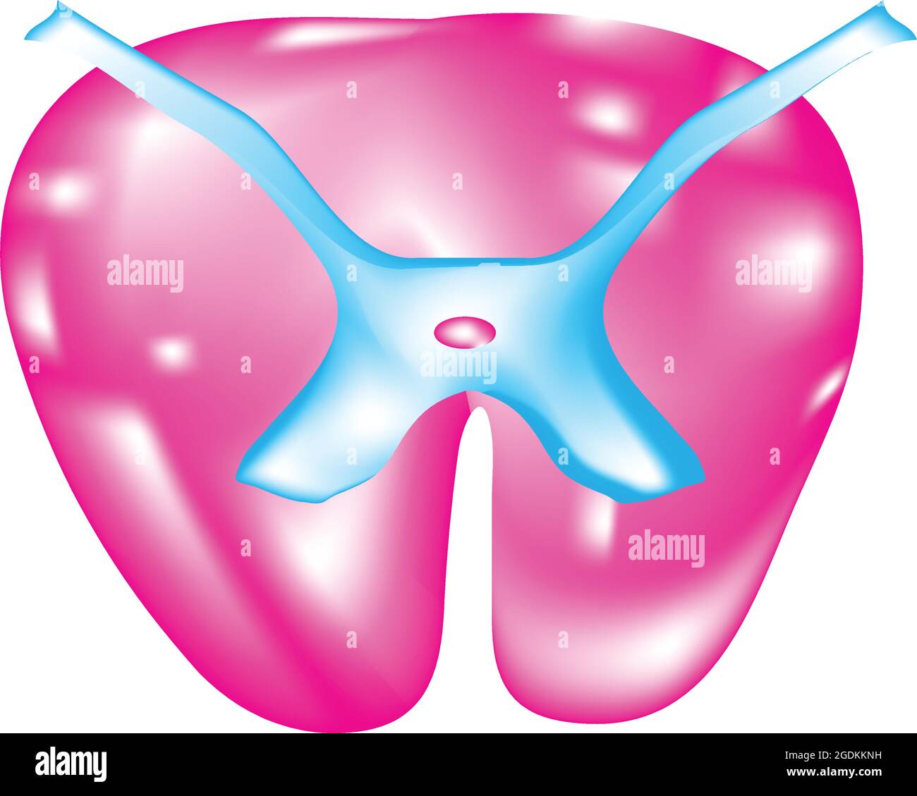 Midollo spinale, lungo, sottile, struttura tubolare costituita da tessuto nervoso, regione lombare della colonna vertebrale, canale centrale del midollo spinale Illustrazione Vettoriale