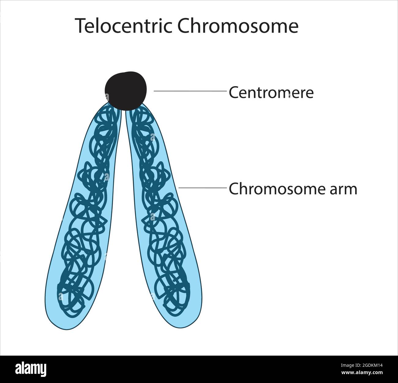 cromosomi telocentrici, classificazione del cromosoma armato corto, del centromero, del braccio cromosomico, del braccio cromosomico, del dna, braccio p, braccio q, braccio p, braccio q, Illustrazione Vettoriale