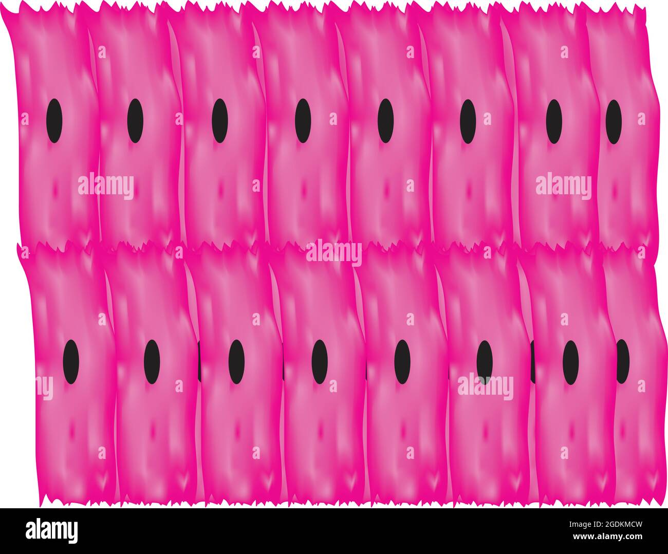 Tessuto animale tipico, tipico della cellula eucariotica, racchiuso da una membrana plasmatica e contenente un nucleo legato a membrana e organelli. Illustrazione Vettoriale