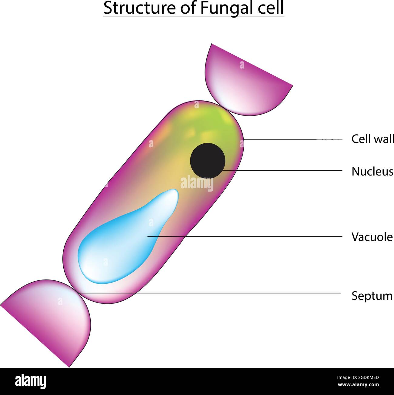 Struttura di cellule fungine, le cellule contengono organelli legati alla membrana e nuclei chiaramente definiti, producono un'ampia gamma di diversi tipi di iphae Illustrazione Vettoriale