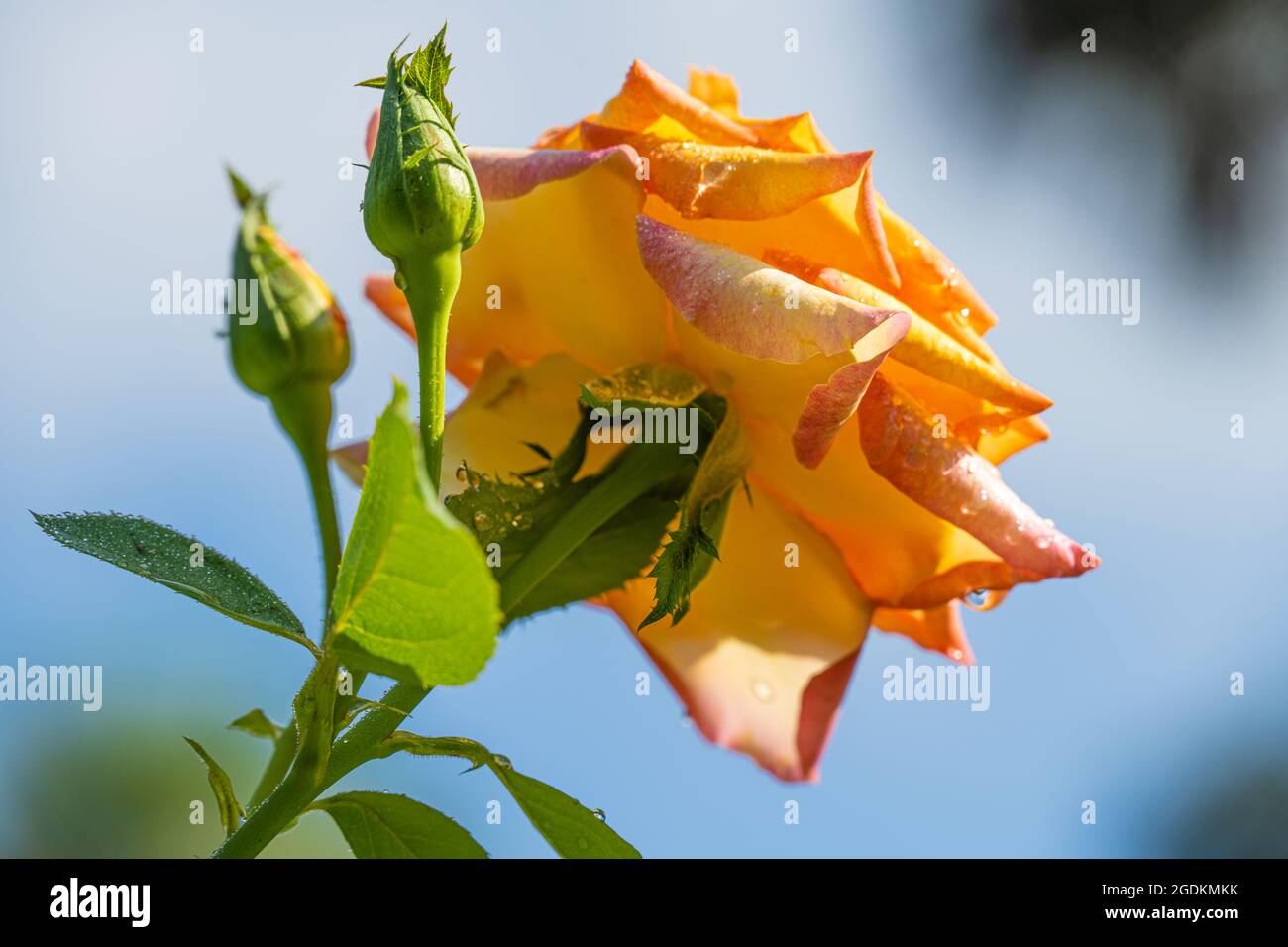 Boccioli di rose e fiori colorati presso il giardino di rose Washington Oaks Gardens a Palm Coast, Florida. (STATI UNITI) Foto Stock