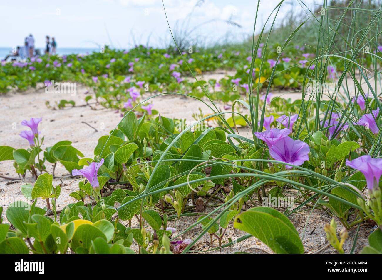 Beach dune Railroad Vines (Ipomoea pes-caprae) con fiori viola a Mala Compra Park Beach in Palm Coast, Florida. (STATI UNITI) Foto Stock