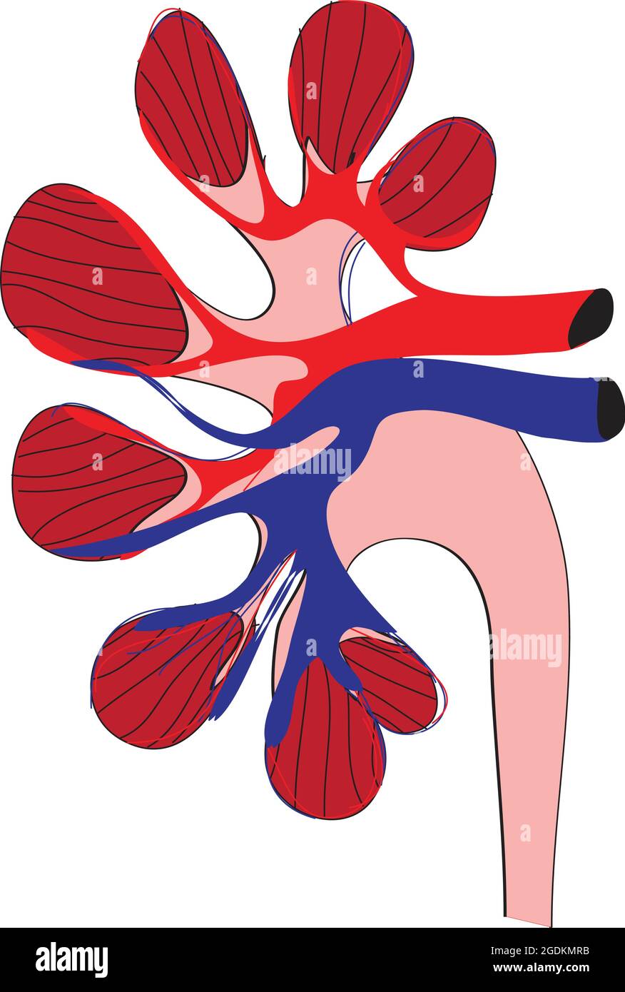 All'interno dell'area del sangue di un rene umano, l'apporto di sangue di rene umano, le arterie renali, che derivano direttamente dall'aorta addominale, arte mesenterica superiore Illustrazione Vettoriale
