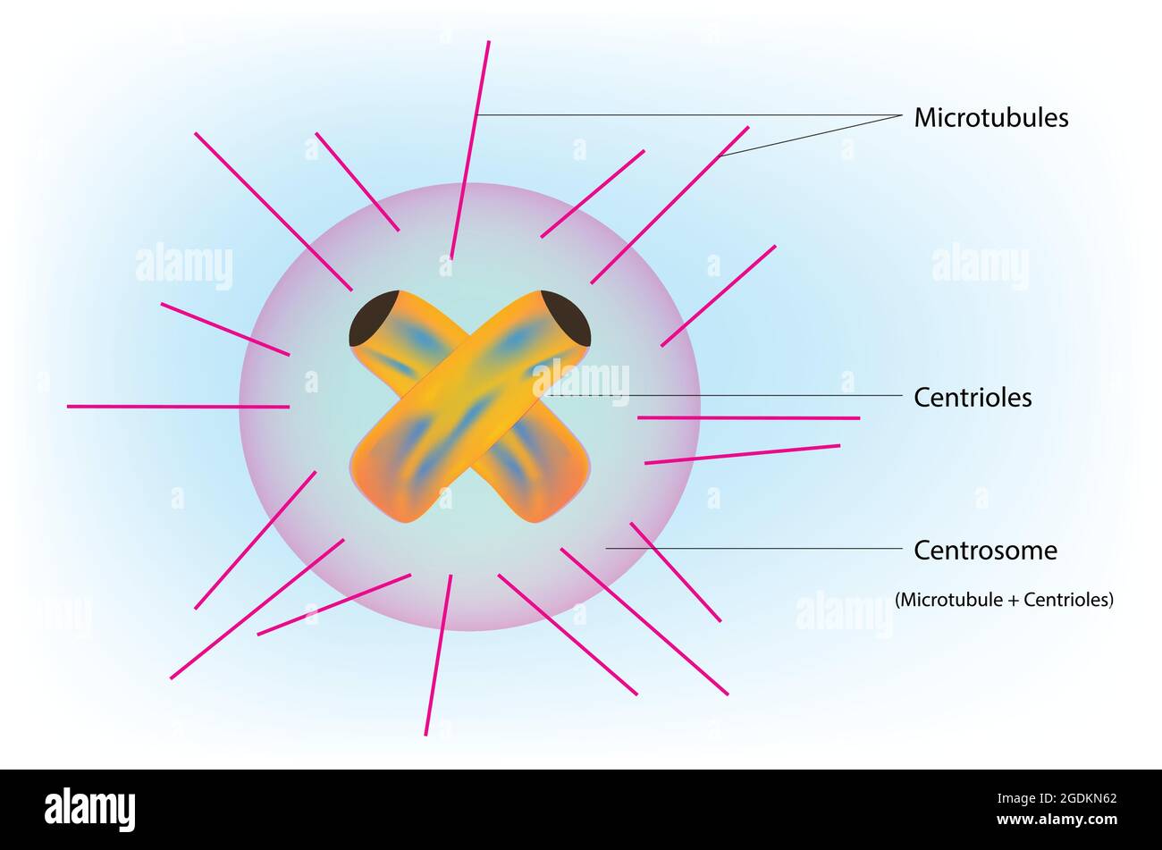 Anatomia del centrosoma con centrioli e microtubuli che restringeva la regione del cromosoma nella divisione cellulare, il centrosoma, Anatomia del centrosoma Illustrazione Vettoriale