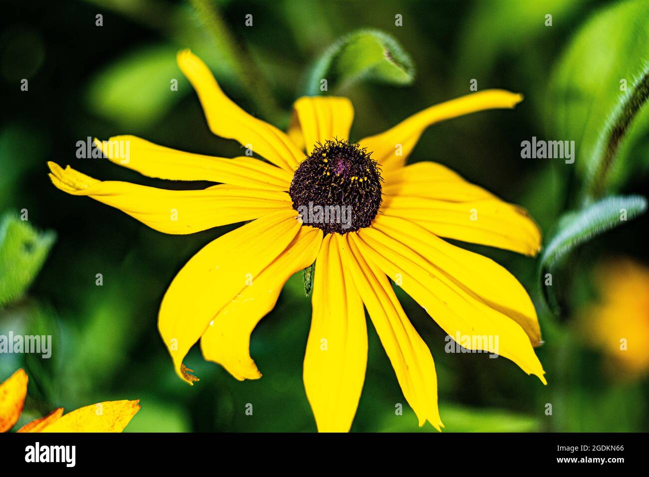 Un grande fiore con lunghi petali gialli e un centro scuro su uno sfondo sfocato, preso da vicino. Foto Stock
