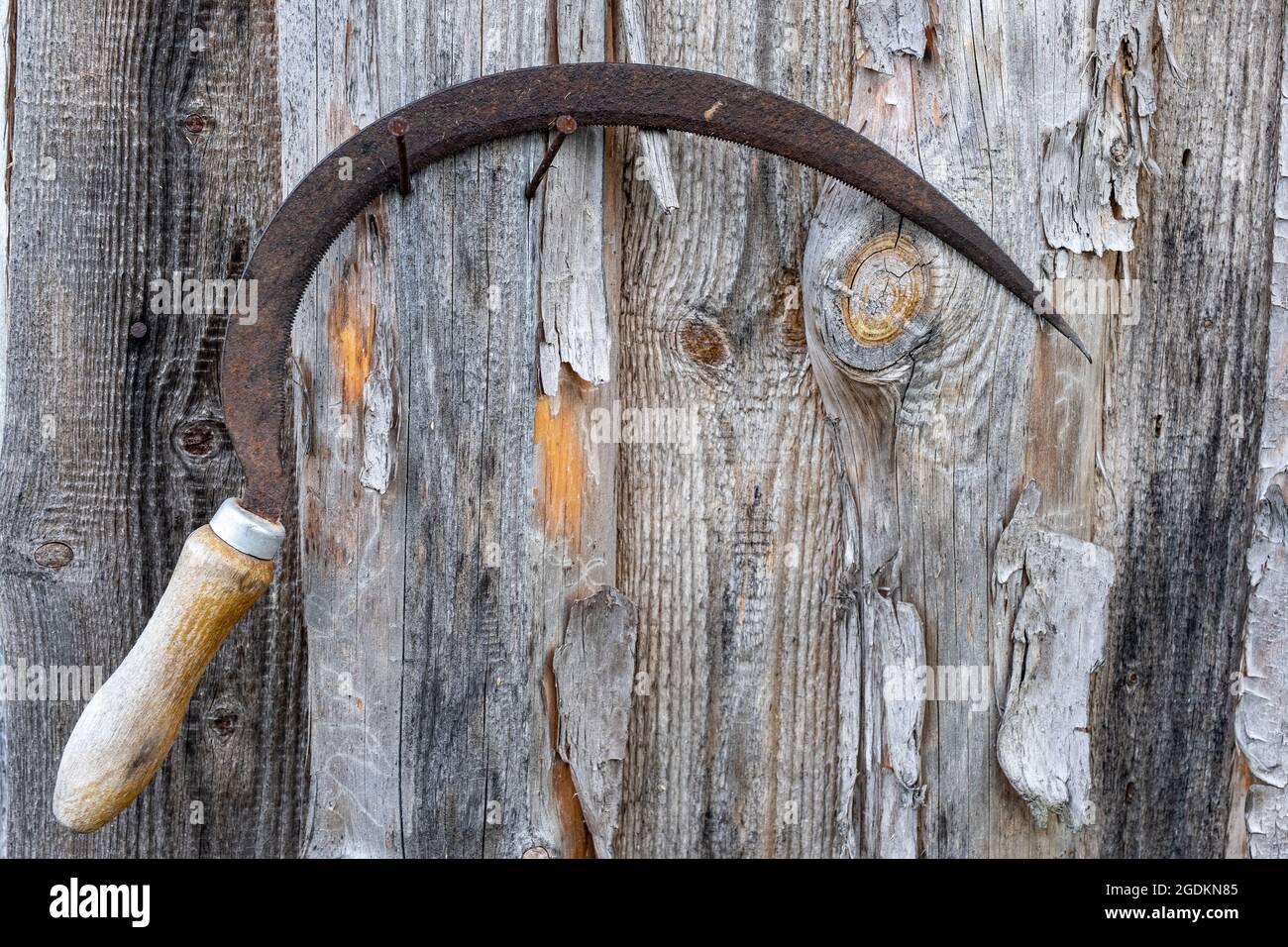 Un vecchio falcetto arrugginito pende su un chiodo guidato in un muro di legno, preso in primo piano. Foto Stock