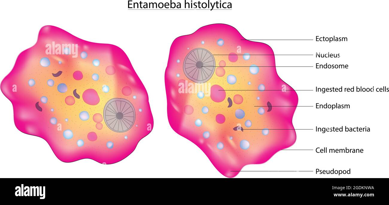 Anatomia biologica di Entamoeba histolytica, amebozoo parassita anaerobico, diagramma dettagliato e anatomia di Entamoeba histolytica, regno Protista Illustrazione Vettoriale