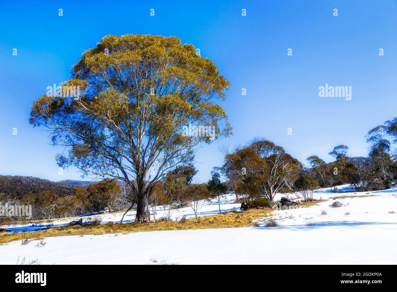 Campi da neve nelle Snowy Mountains dell'Australia - Parco nazionale Kosciuszko nella stagione invernale di sci e sci di fondo. Foto Stock