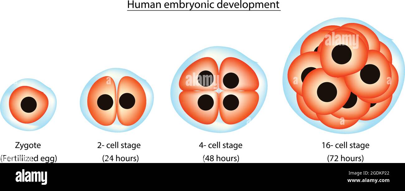 le fasi di sviluppo embrionale umano, il periodo embrionale Illustrazione Vettoriale