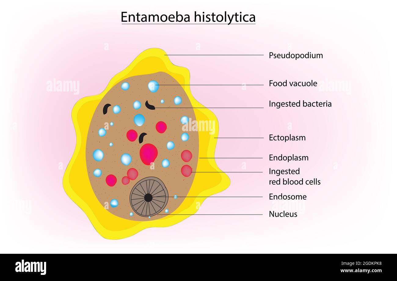 Anatomia biologica di Entamoeba histolytica, amebozoo parassita anaerobico, diagramma dettagliato e anatomia di Entamoeba histolytica, regno Protista Illustrazione Vettoriale
