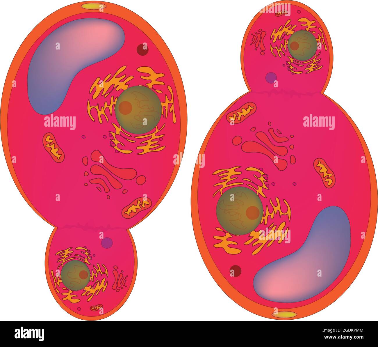 Cellule fungine tipiche, organismi eucariotici che includono microrganismi come lieviti e muffe, così come i saccharomyces più familiari Illustrazione Vettoriale
