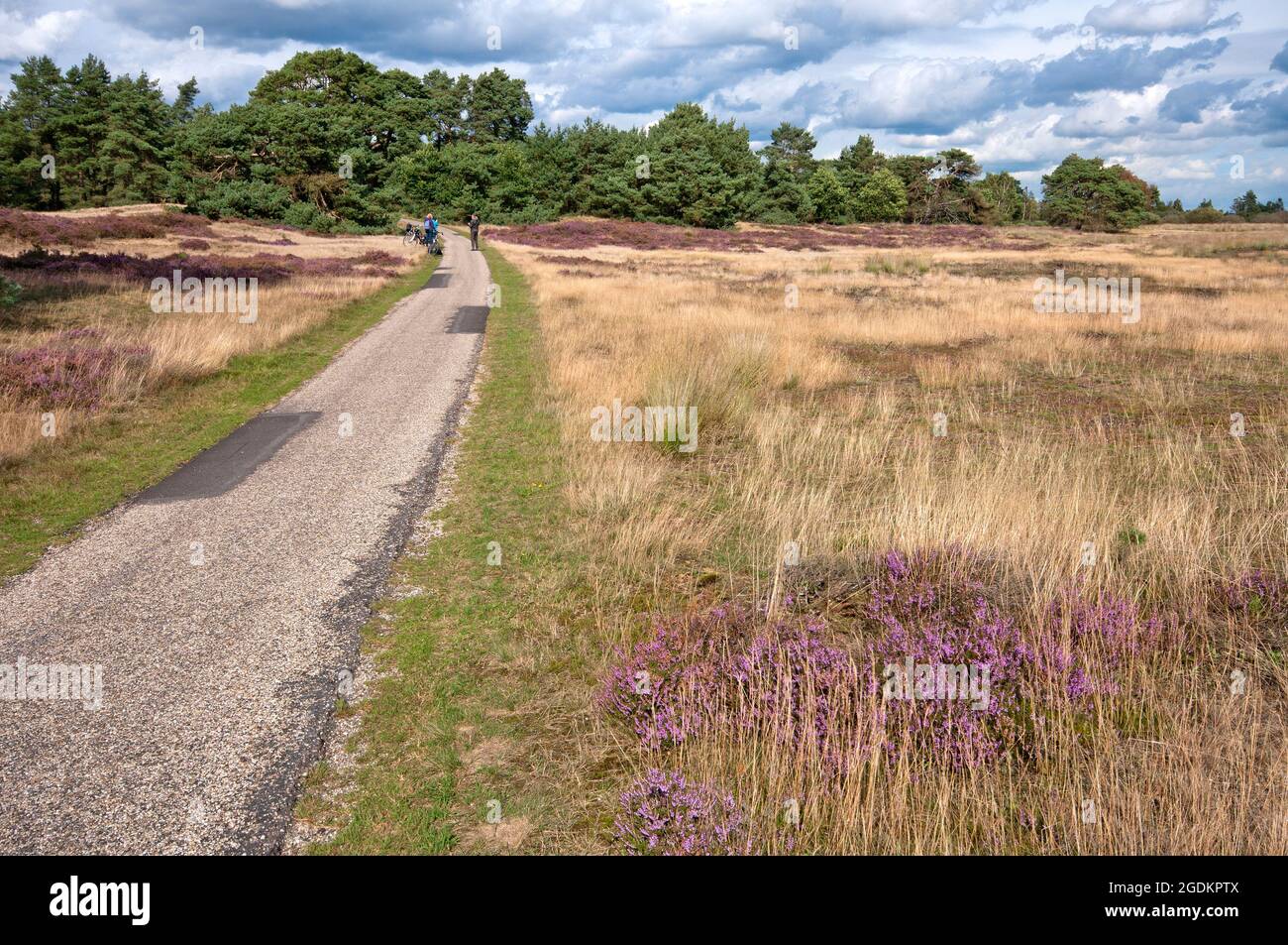 Pista ciclabile nel Parco Nazionale De Hoge Veluwe, Paesi Bassi Foto Stock